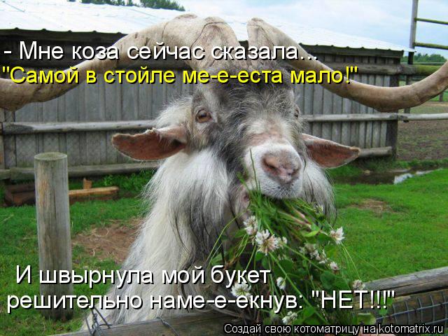 - Мне коза сейчас сказала... "Самой в стойле ме-е-еста мало!" И швырнула мой букет решительно наме-е-... Котоматрица: - Мне коза сейчас сказала... "Самой в стойле ме-е-еста мало!" И швырнула мой букет решительно наме-е-екнув: "НЕТ!!!"