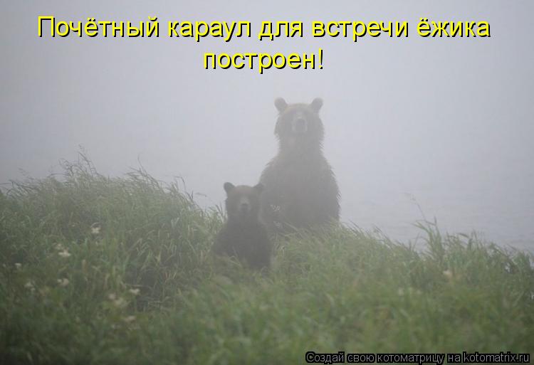 Почётный караул для встречи ёжика построен!... Котоматрица: Почётный караул для встречи ёжика построен!