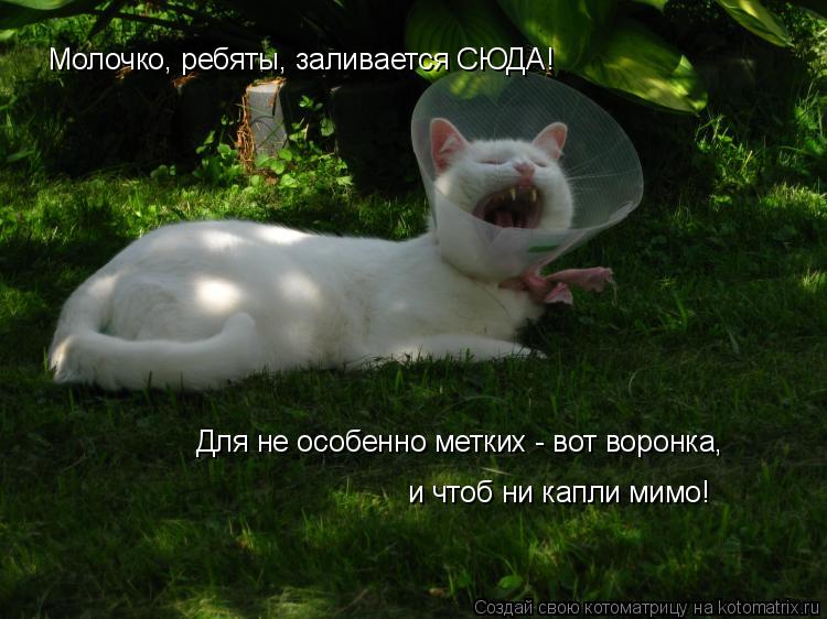 Молочко, ребяты, заливается СЮДА! Для не особенно метких - вот воронка, и чтоб ни капли мимо!... Котоматрица: Молочко, ребяты, заливается СЮДА! Для не особенно метких - вот воронка, и чтоб ни капли мимо!
