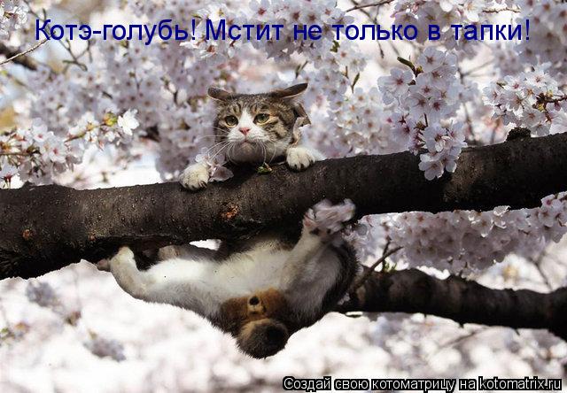 Котэ-голубь! Мстит не только в тапки!... Котоматрица: Котэ-голубь! Мстит не только в тапки!