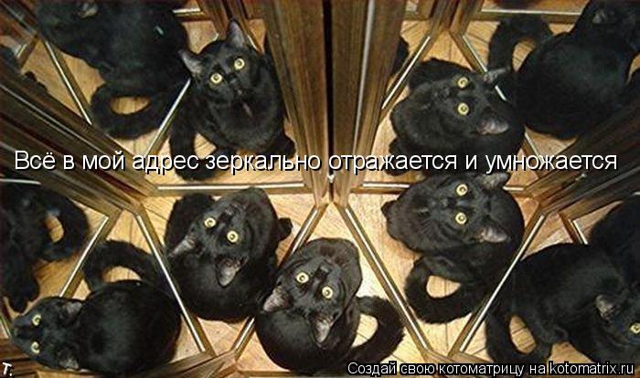 Котоматрица: Всё в мой адрес зеркально отражается и умножается