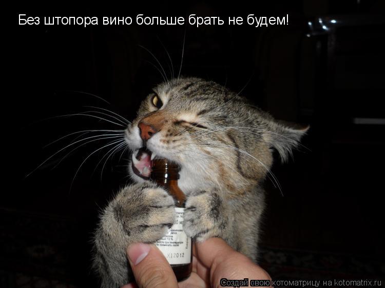 Котоматрица: Без штопора вино больше брать не будем!