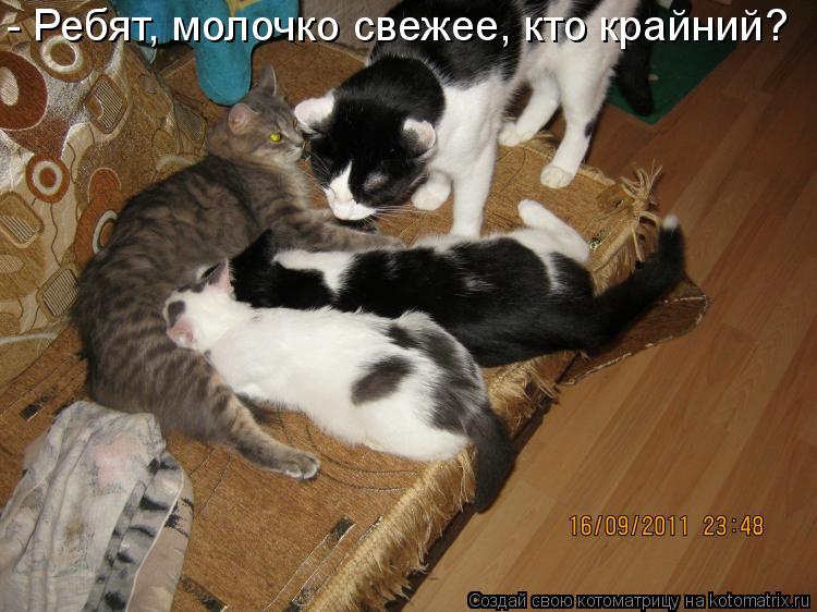 - Ребят, молочко свежее, кто крайний?... Котоматрица: - Ребят, молочко свежее, кто крайний?