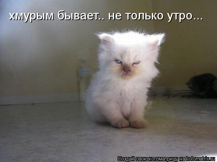 Котоматрица: хмурым бывает.. не только утро...