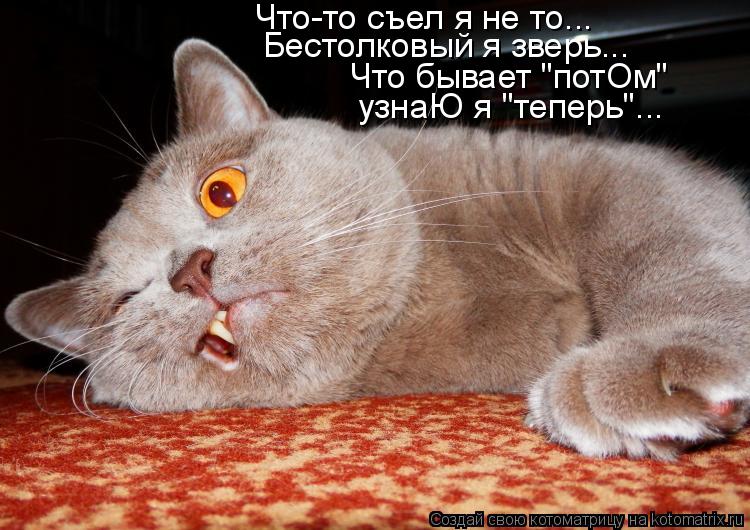 Котоматрица: Что-то съел я не то... Бестолковый я зверь... Что бывает "потОм" узнаЮ я "теперь"...