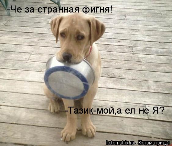 Котоматрица: -Че за странная фигня! -Тазик-мой,а ел не Я?