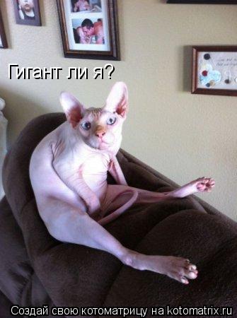 Котоматрица: Гигант ли я?