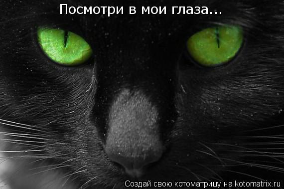 Котоматрица: Посмотри в мои глаза...