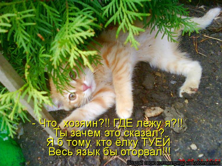 Котоматрица: - Что, хозяин?!! ГДЕ лежу я?!! Ты зачем это сказал? Я б тому, кто ёлку ТУЕЙ Весь язык бы оторвал!!!