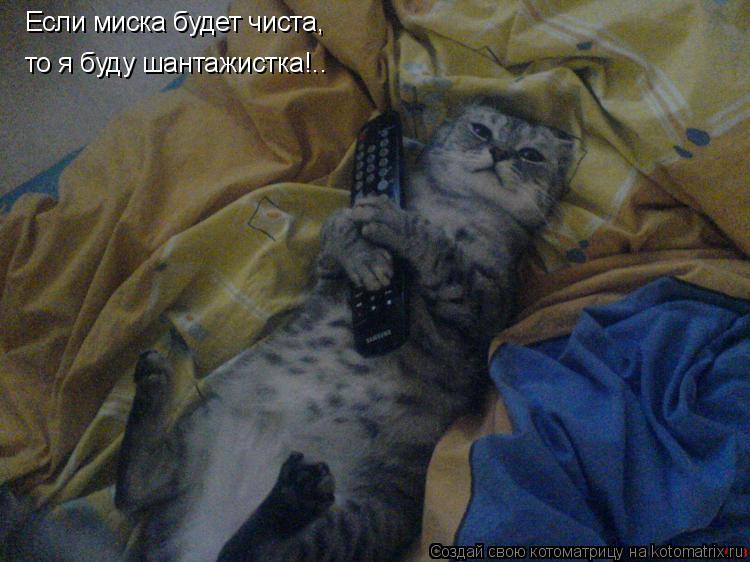 Котоматрица: Если миска будет чиста, то я буду шантажистка!..