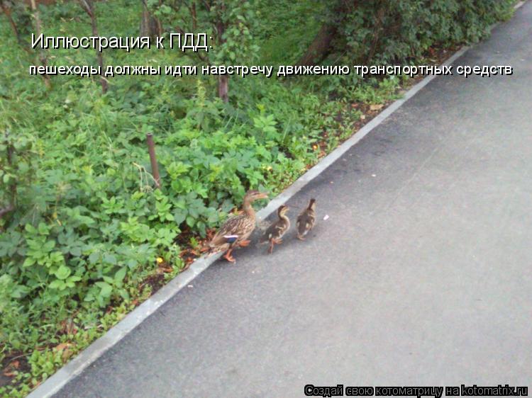 Котоматрица: Иллюстрация к ПДД: пешеходы должны идти навстречу движению транспортных средств