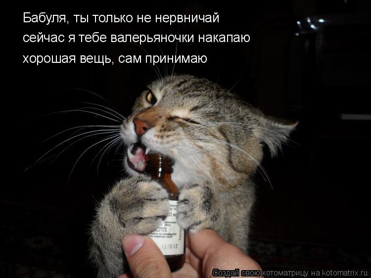 Котоматрица: Бабуля, ты только не нервничай сейчас я тебе валерьяночки накапаю хорошая вещь, сам принимаю