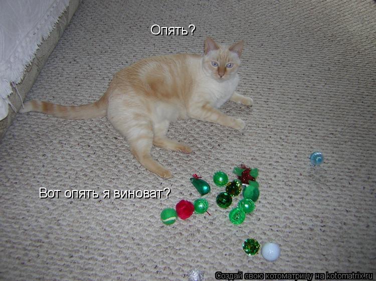 Опять? Вот опять я виноват?... Котоматрица: Опять? Вот опять я виноват?