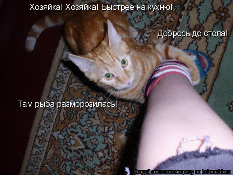 Хозяйка! Хозяйка! Быстрее на кухню! Там рыба разморозилась! Добрось до стола!... Котоматрица: Хозяйка! Хозяйка! Быстрее на кухню! Там рыба разморозилась! Добрось до стола!
