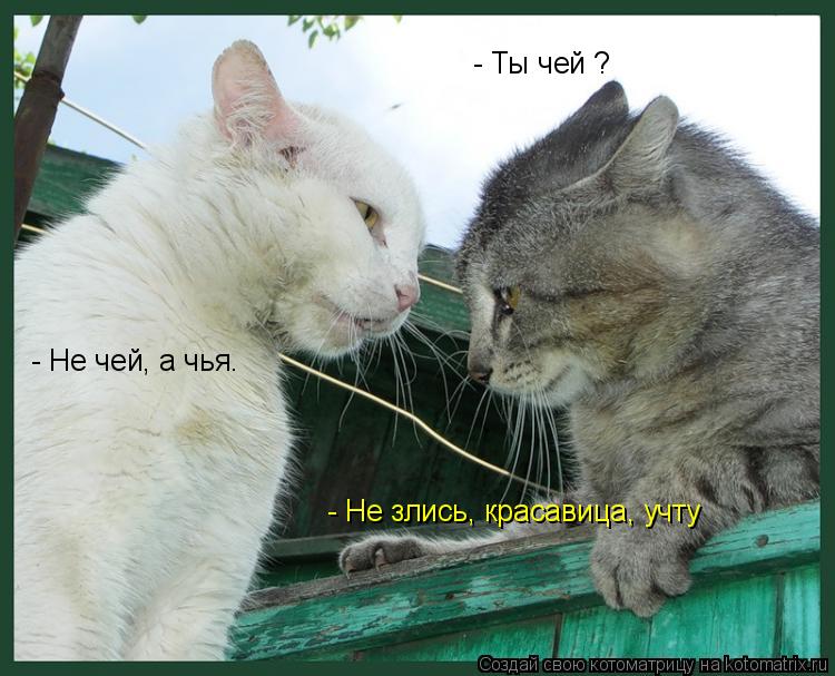 - Ты чей ? - Не чей, а чья. - Не злись, красавица, учту... Котоматрица: - Ты чей ? - Не чей, а чья. - Не злись, красавица, учту