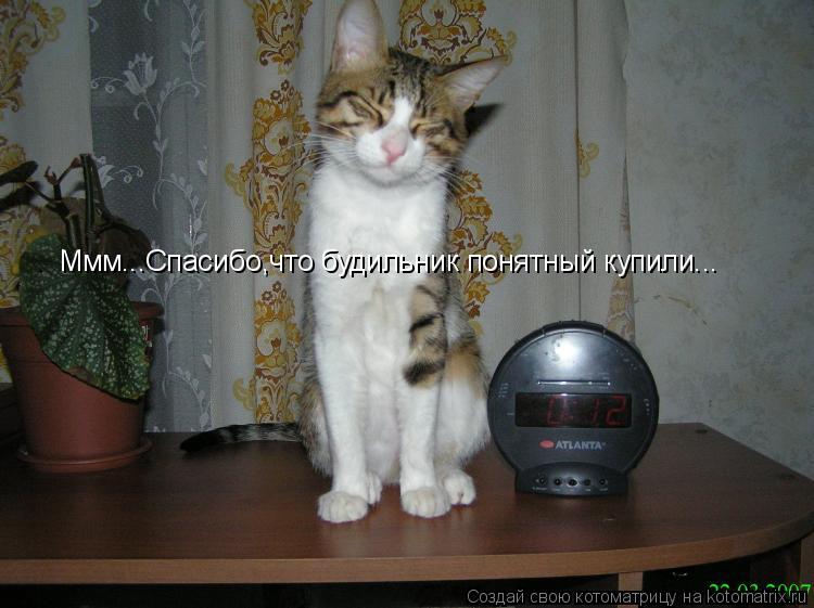 Ммм...Спасибо,что будильник понятный купили...... Котоматрица: Ммм...Спасибо,что будильник понятный купили...