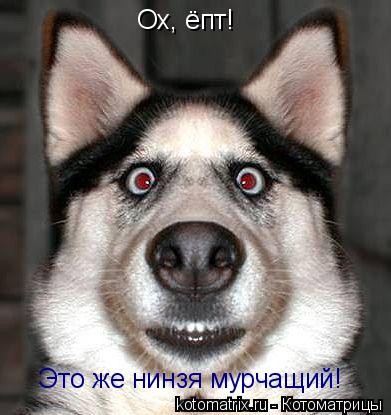 Ох, ёпт! Это же нинзя мурчащий!... Котоматрица: Ох, ёпт! Это же нинзя мурчащий!