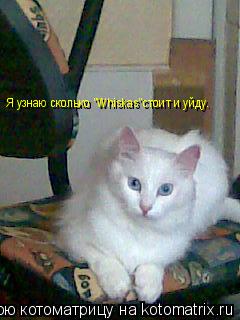 Я узнаю сколько "Whiskas"стоит и уйду.... Котоматрица: Я узнаю сколько "Whiskas"стоит и уйду.
