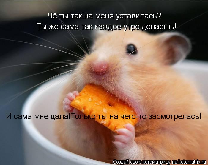 Чё ты так на меня уставилась? Ты же сама так каждое утро делаешь! И сама мне дала!Только ты на чего-т... Котоматрица: Чё ты так на меня уставилась? Ты же сама так каждое утро делаешь! И сама мне дала!Только ты на чего-то засмотрелась!
