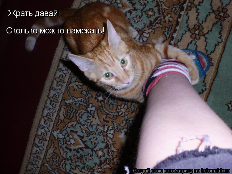 Жрать давай! Сколько можно намекать!... Котоматрица: Жрать давай! Сколько можно намекать!