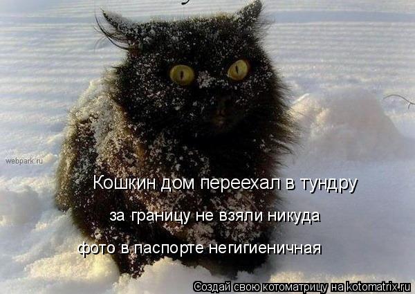 Кошкин дом переехал в тундру за границу не взяли никуда фото в паспорте негигиеничная... Котоматрица: Кошкин дом переехал в тундру за границу не взяли никуда фото в паспорте негигиеничная