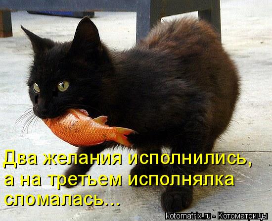 Котоматрица: Два желания исполнились, а на третьем исполнялка  сломалась...