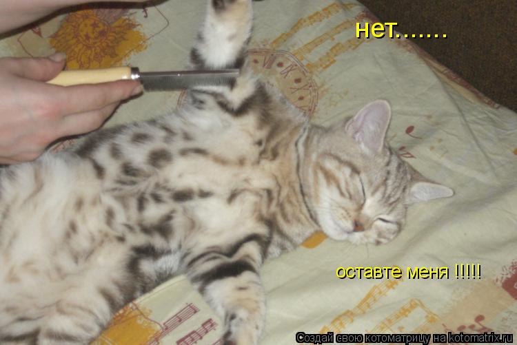 нет....... оставте меня !!!!!... Котоматрица: нет....... оставте меня !!!!!