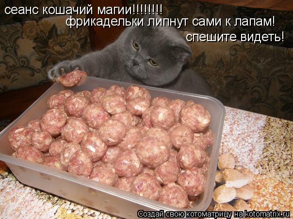сеанс кошачий магии!!!!!!!! фрикадельки липнут сами к лапам! спешите видеть!... Котоматрица: сеанс кошачий магии!!!!!!!! фрикадельки липнут сами к лапам! спешите видеть!
