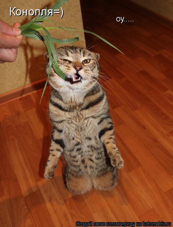оу..... Конопля=)... Котоматрица: оу..... Конопля=)