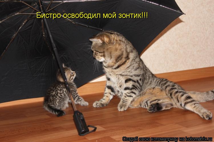 Бистро освободил мой зонтик!!!... Котоматрица: Бистро освободил мой зонтик!!!