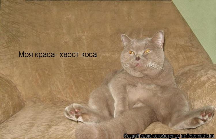 Моя краса- хвост коса... Котоматрица: Моя краса- хвост коса
