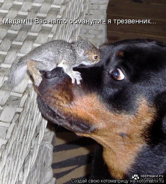 Мадам!!! Вас нагло обманули - я трезвенник...... Котоматрица: Мадам!!! Вас нагло обманули - я трезвенник...