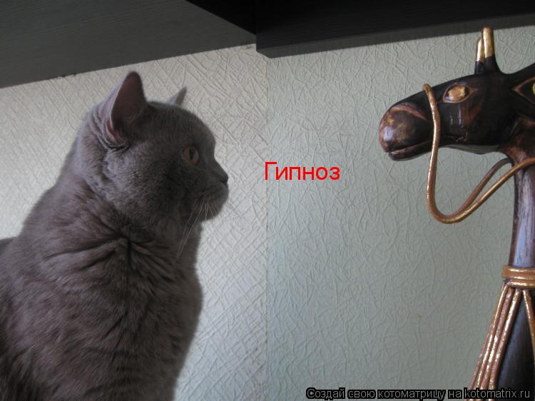 Гипноз... Котоматрица: Гипноз