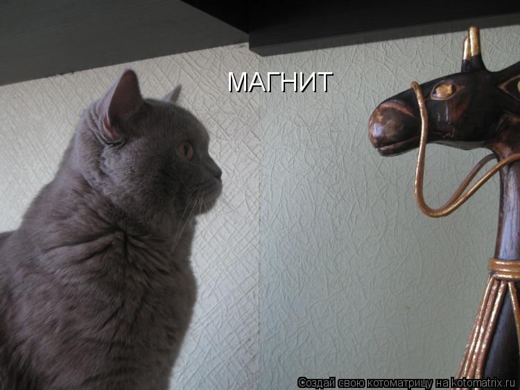 МАГНИТ... Котоматрица: МАГНИТ
