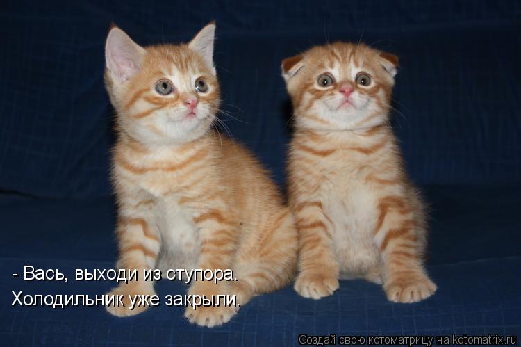 - Вась, выходи из ступора. Холодильник уже закрыли.... Котоматрица: - Вась, выходи из ступора. Холодильник уже закрыли.