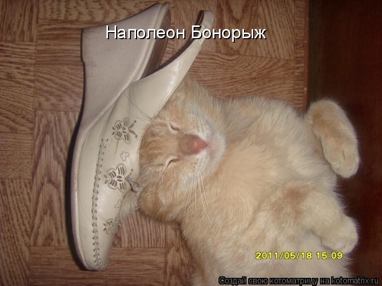 Наполеон Бонорыж... Котоматрица: Наполеон Бонорыж