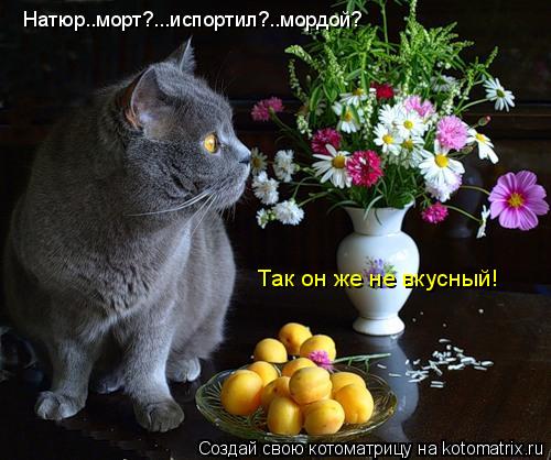 Котоматрица: Натюр..морт?...испортил?..мордой? Так он же не вкусный!