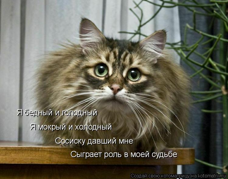 Котоматрица: Я бедный и голодный Я мокрый и холодный Сосиску давший мне Сыграет роль в моей судьбе