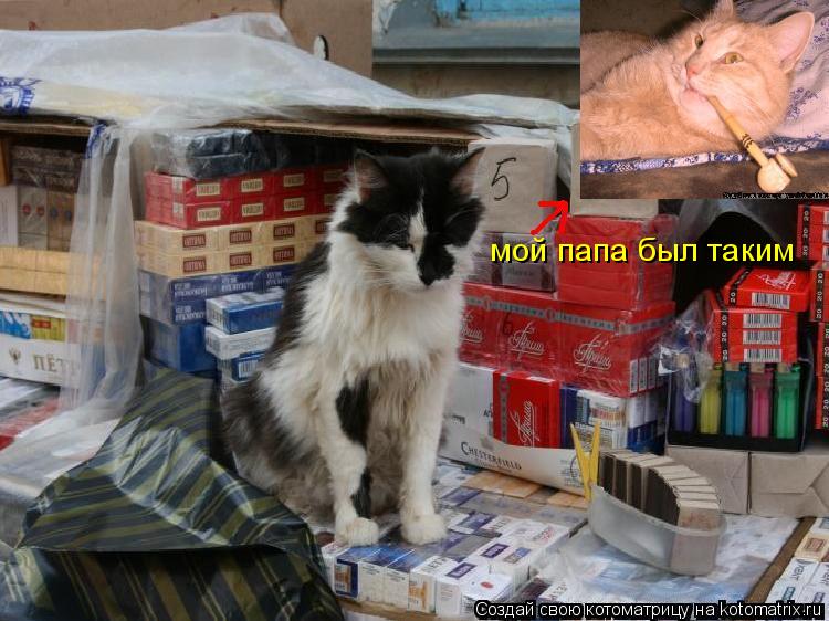 Котоматрица: мой папа был таким