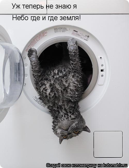 Котоматрица: Уж теперь не знаю я Небо где и где земля!