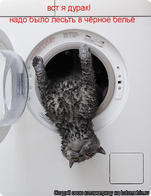 Котоматрица: вот я дурак!  надо было лесьть в чёрное бельё