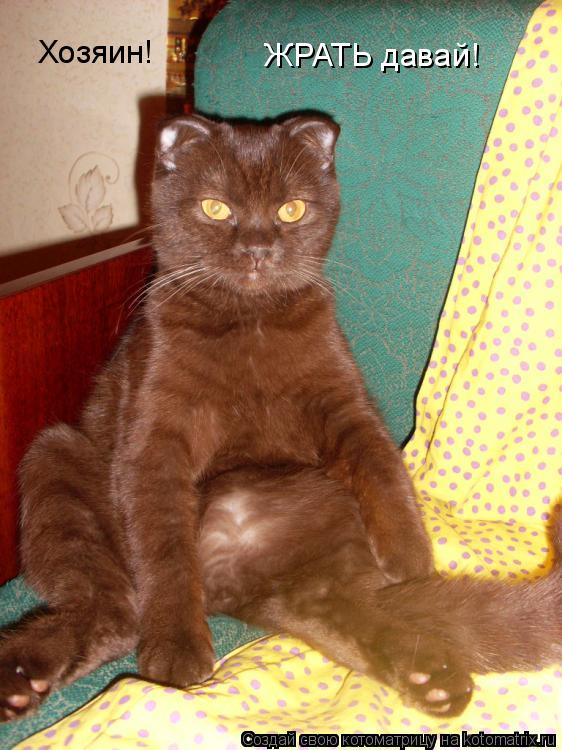 Котоматрица: Хозяин! ЖРАТЬ давай!