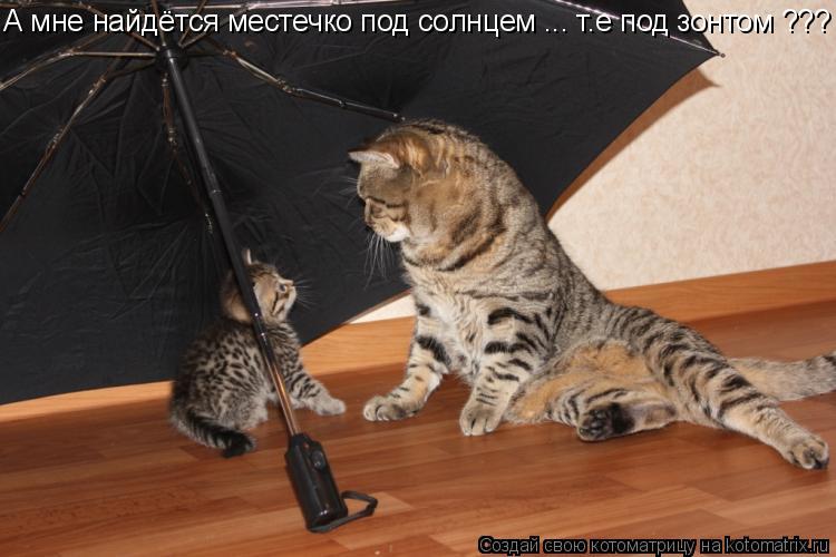 А мне найдётся местечко под солнцем ... т.е под зонтом ???... Котоматрица: А мне найдётся местечко под солнцем ... т.е под зонтом ???