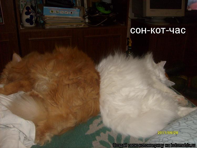 Котоматрица: сон-кот-час