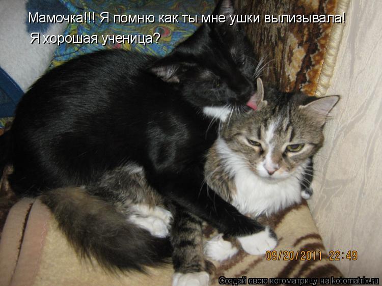 Мамочка!!! Я помню как ты мне ушки вылизывала! Я хорошая ученица?... Котоматрица: Мамочка!!! Я помню как ты мне ушки вылизывала! Я хорошая ученица?