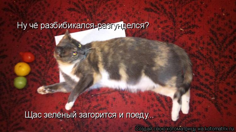Котоматрица: Ну чё разбибикался-разгунделся? Щас зелёный загорится и поеду...