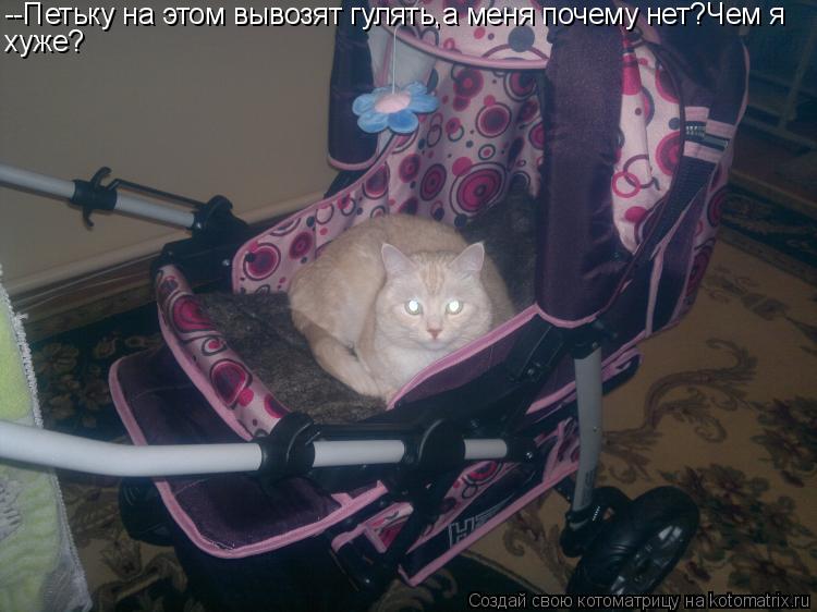 Котоматрица: --Петьку на этом вывозят гулять,а меня почему нет?Чем я хуже?