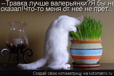 Котоматрица: --Травка лучше валерьянки?Я бы не сказал!Что-то меня от неё не прёт...