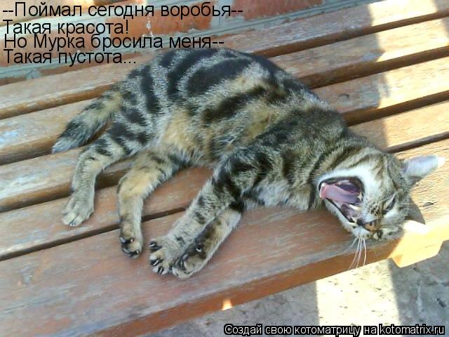 Котоматрица: --Поймал сегодня воробья-- Такая красота! Но Мурка бросила меня-- Такая пустота...