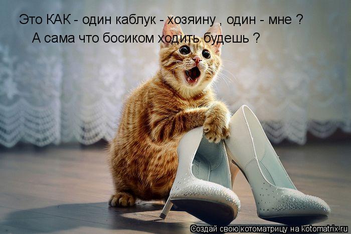 Котоматрица: Это КАК - один каблук - хозяину , один - мне ? А сама что босиком ходить будешь ?